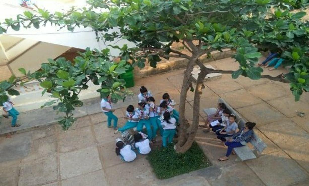Ngắm nhìn cây bàng sân trường