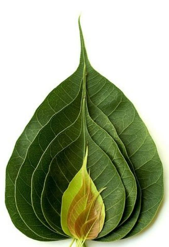 Các mẫu hình nền lá Bồ Đề cho điện thoại