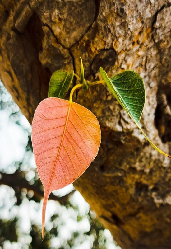 Các mẫu hình nền lá Bồ Đề cho điện thoại