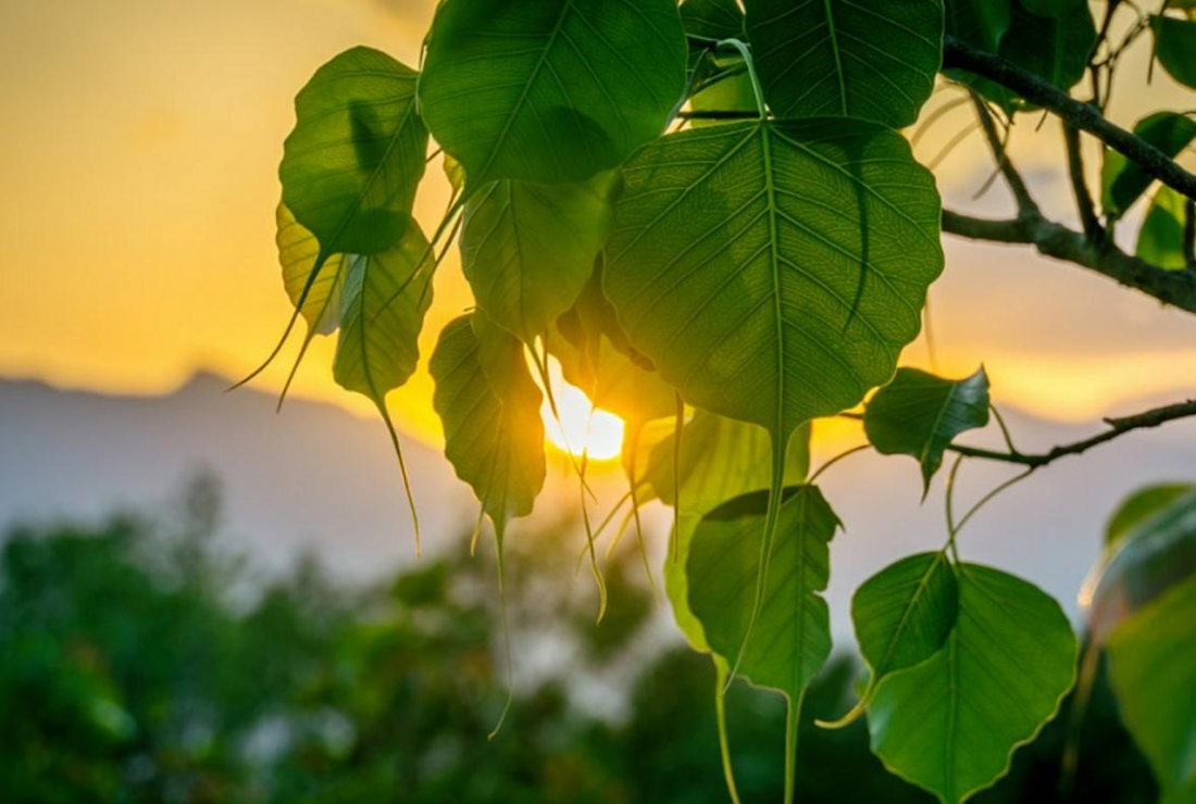 Chiêm ngưỡng hình nền lá Bồ Đề đẹp cho máy tính