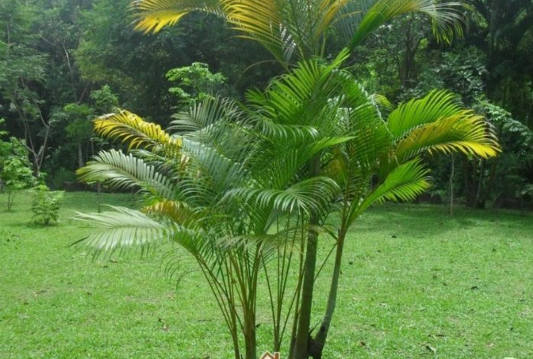 Bộ sưu tập hình ảnh cây cau kiểng