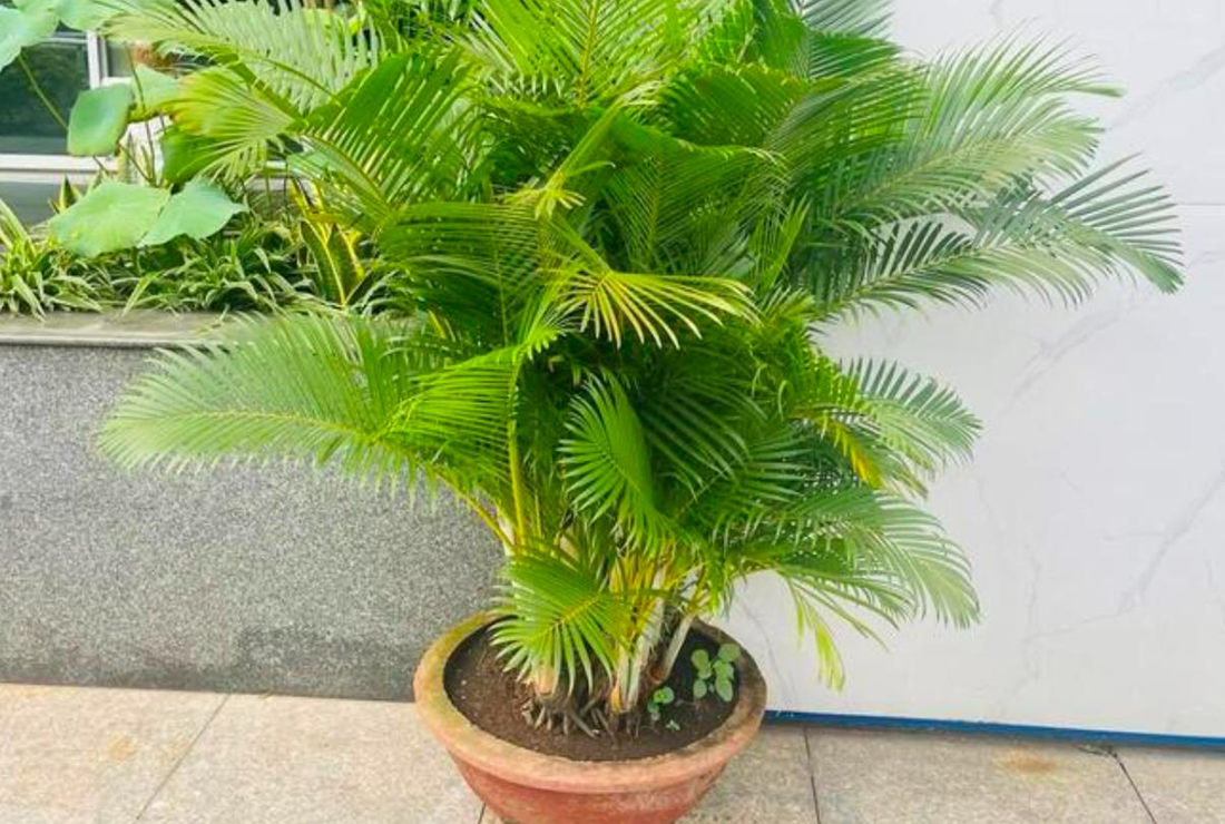 Bộ sưu tập hình ảnh cây cau kiểng