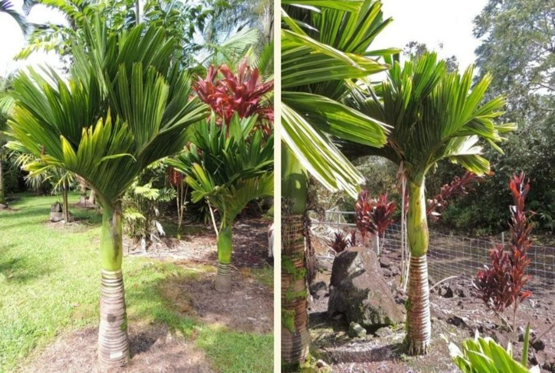 Khám phá hình ảnh cây cau lùn