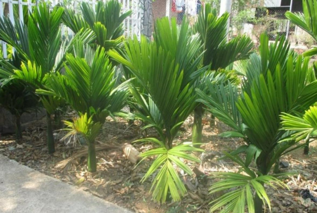 Khám phá hình ảnh cây cau lùn
