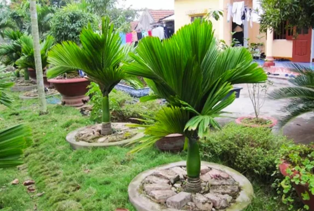 Tìm hiểu hình ảnh cây cau tứ quý đẹp