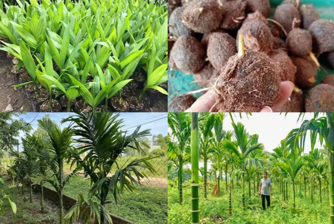 Tìm hiểu hình ảnh cây cau tứ quý đẹp