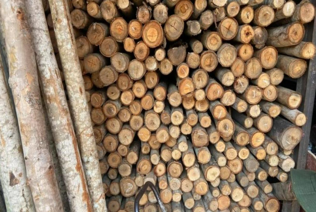 Tổng hợp hình ảnh cây bạch đàn