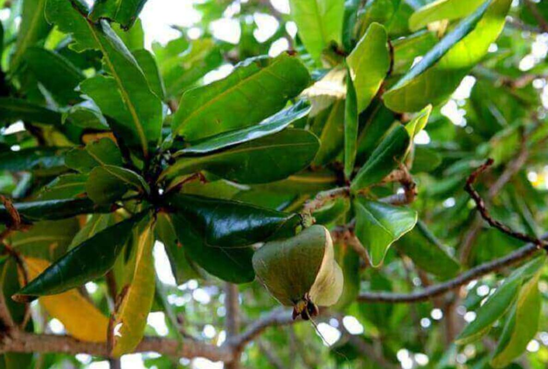 Chiêm ngưỡng hình ảnh cây bàng gai