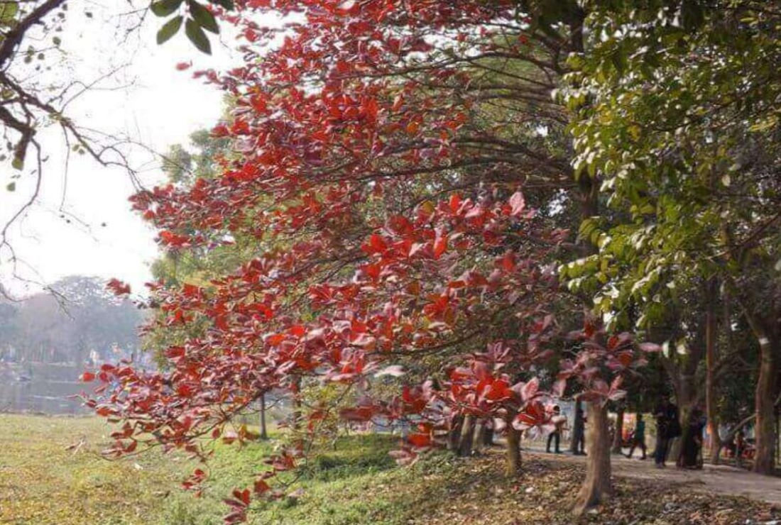 Chiêm ngưỡng hình ảnh cây bàng gai