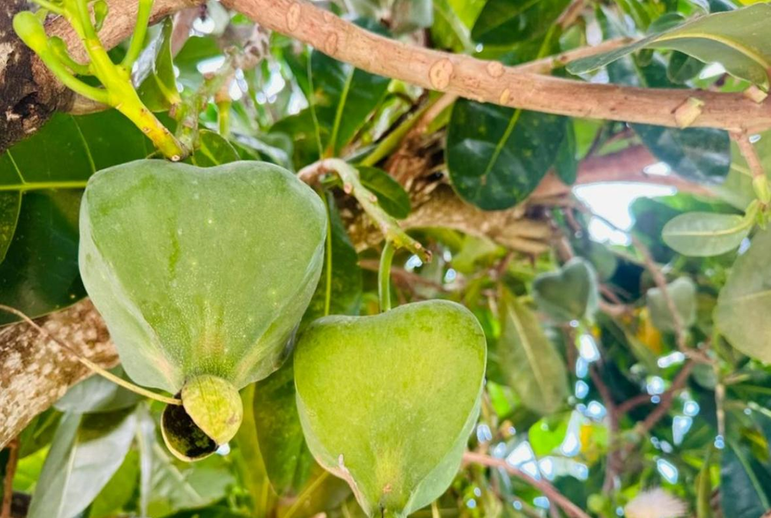 Bộ sưu tập hình ảnh cây bàng vuông