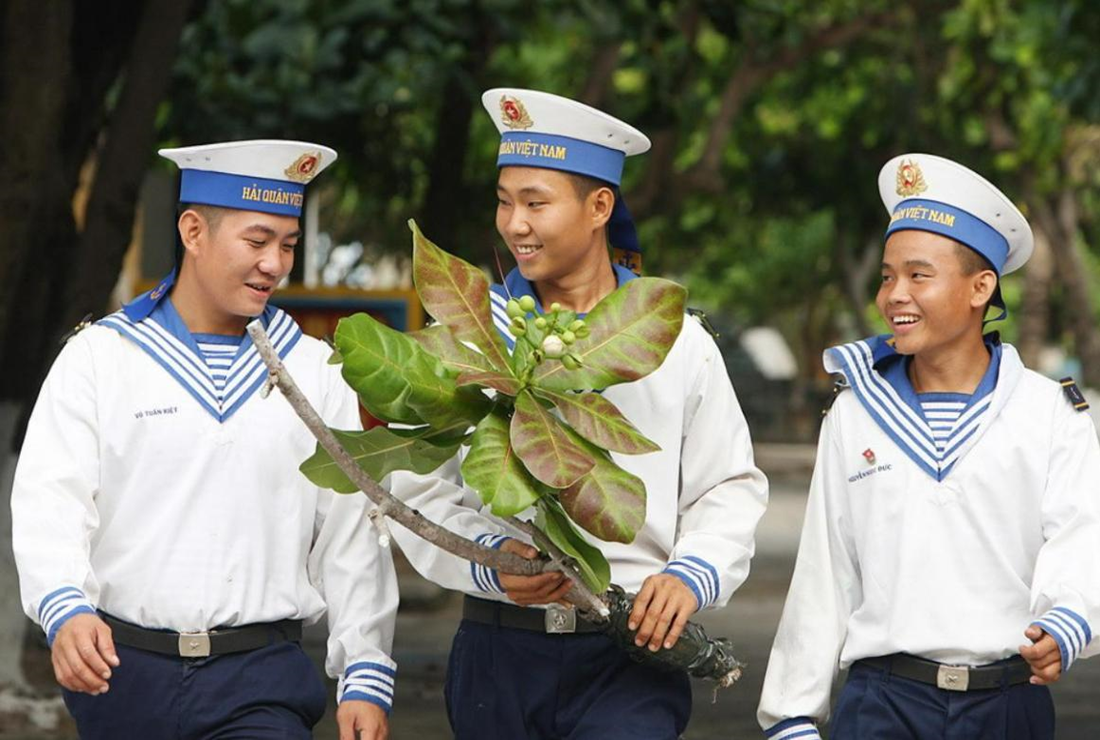 Bộ sưu tập hình ảnh cây bàng vuông