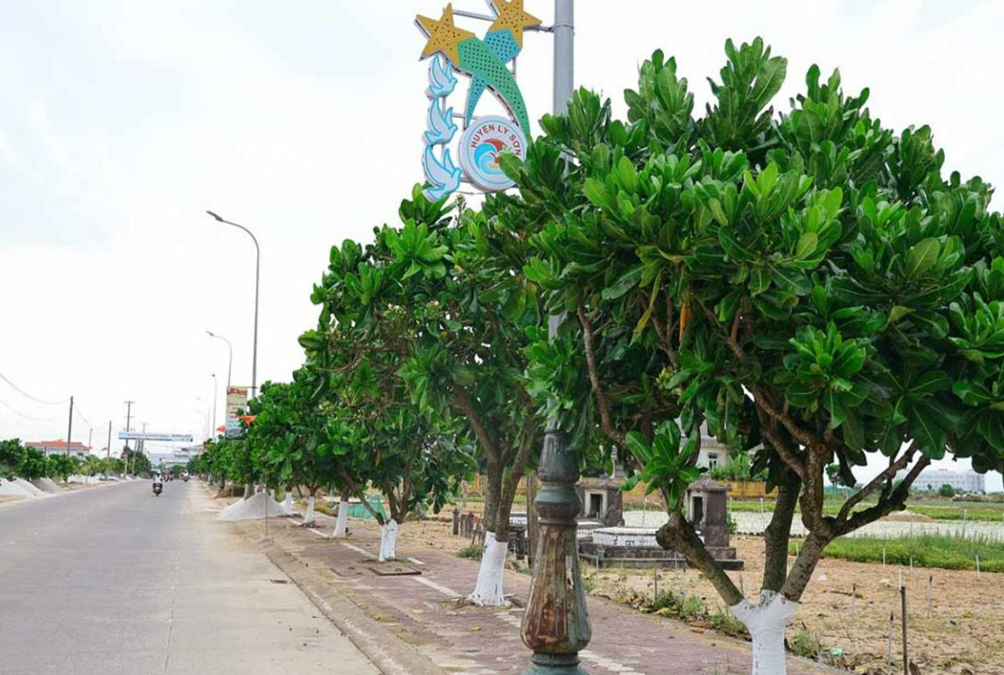 Bộ sưu tập hình ảnh cây bàng vuông