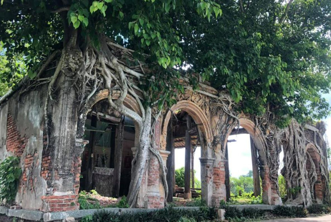 Bộ sưu tập hình ảnh cây Bồ Đề