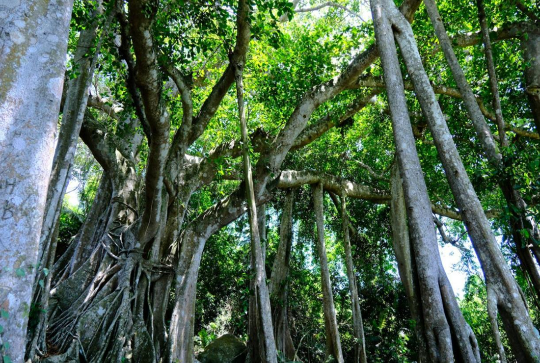 Tổng hợp hình ảnh cây đa cổ thụ