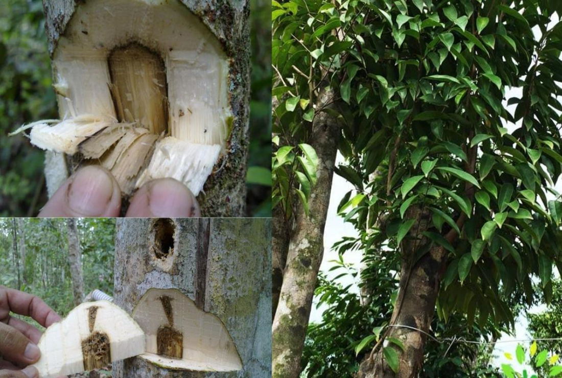 Khám phá hình ảnh cây trầm Hương