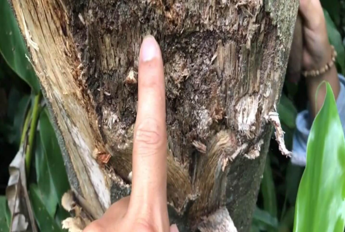 Khám phá hình ảnh cây trầm Hương