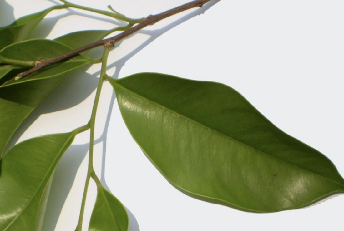 Tổng hợp hình ảnh cây Gió Bầu