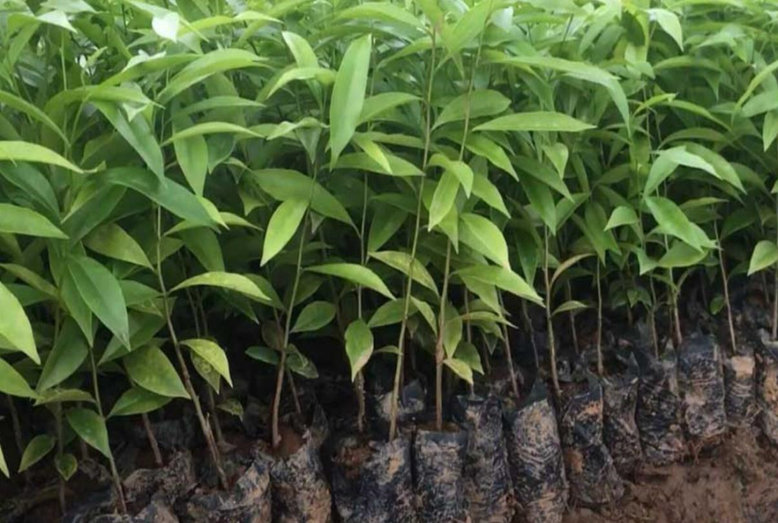 Tổng hợp hình ảnh cây Gió Bầu