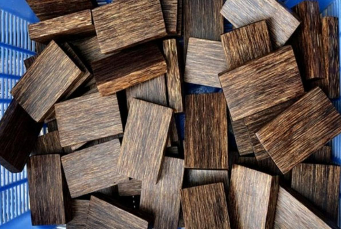 Khám phá hình ảnh cây trầm Hương