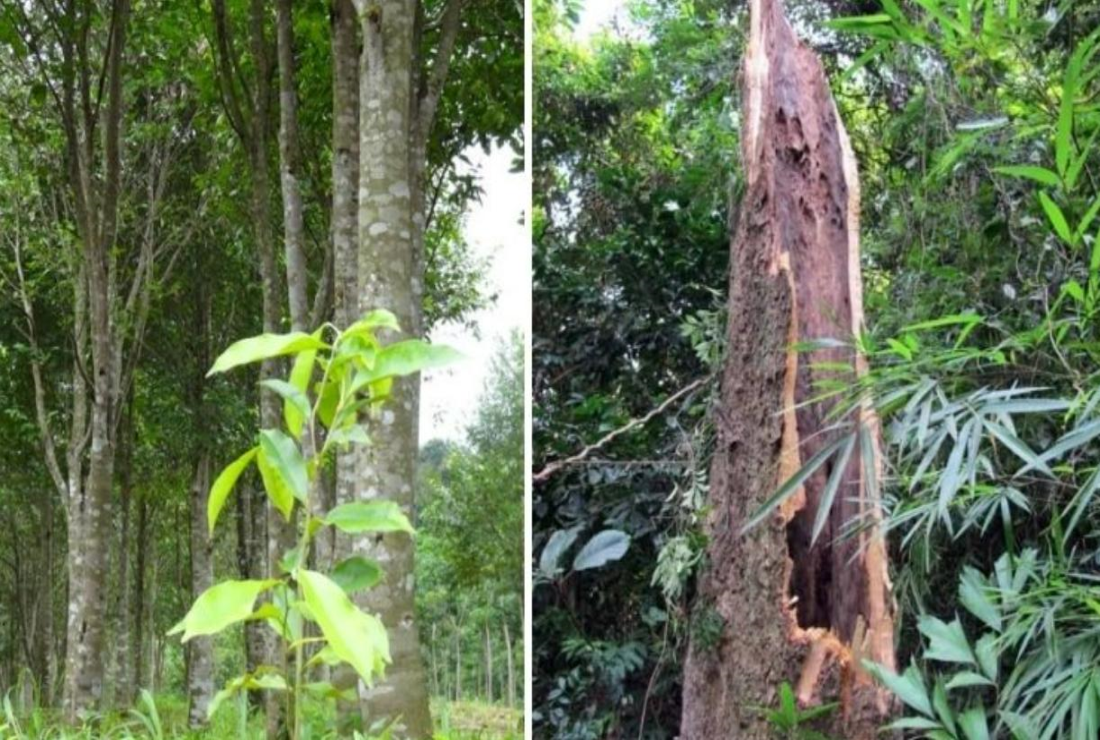 Tổng hợp hình ảnh cây Gió Bầu