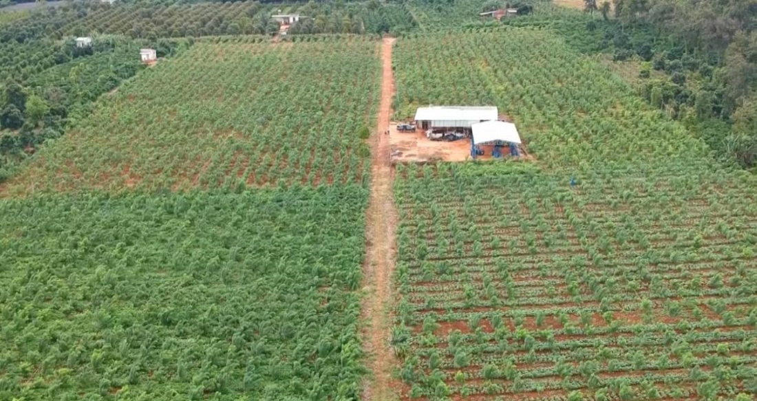Bộ sưu tập hình ảnh cây hòe đẹp, chân thực