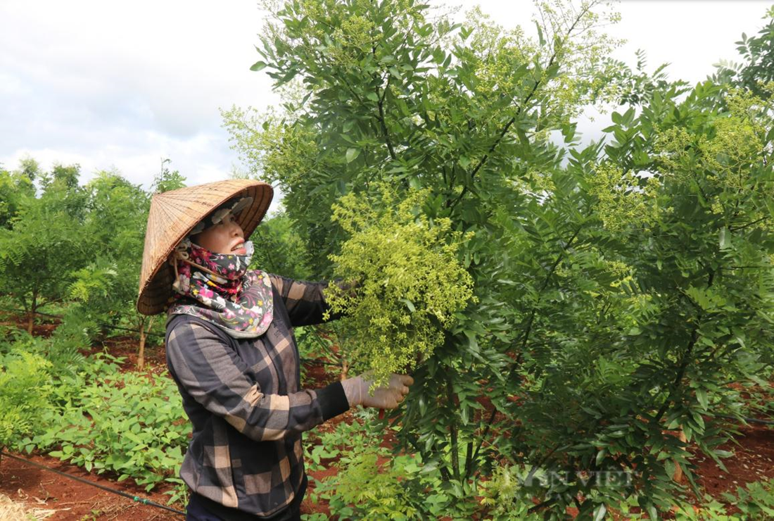 Bộ sưu tập hình ảnh cây hòe đẹp, chân thực