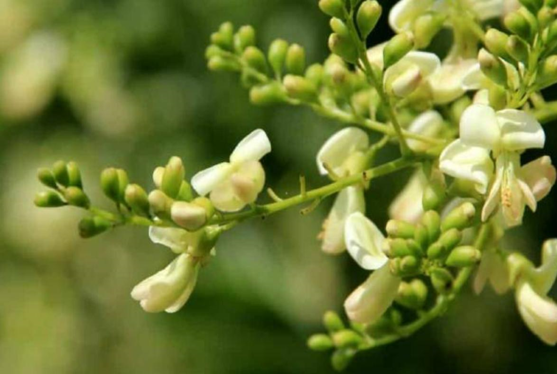 Bộ sưu tập hình ảnh cây hòe đẹp, chân thực