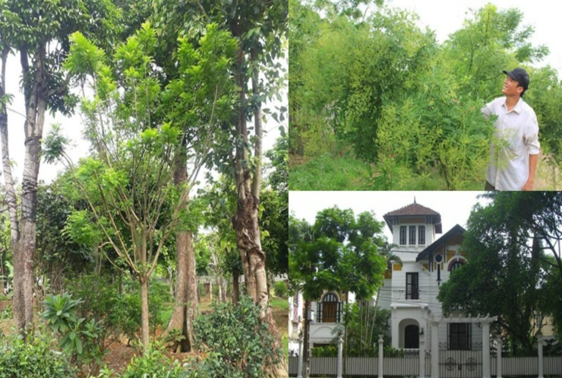 Bộ sưu tập hình ảnh cây hòe đẹp, chân thực