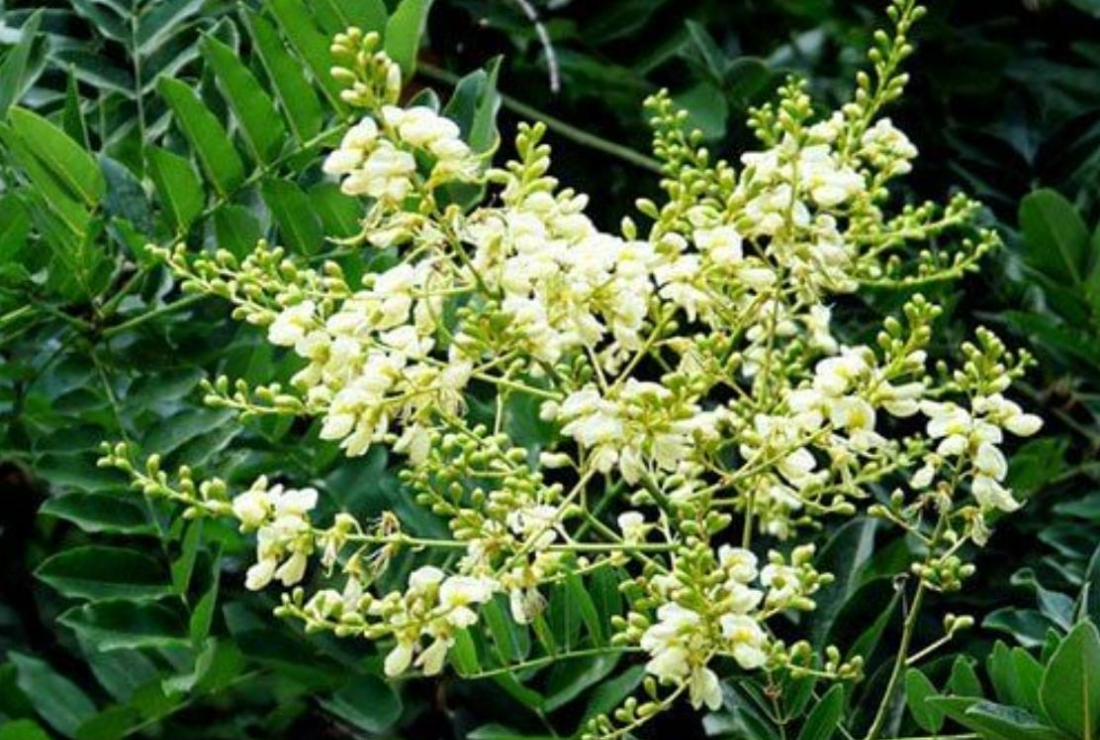 Bộ sưu tập hình ảnh cây hòe đẹp, chân thực