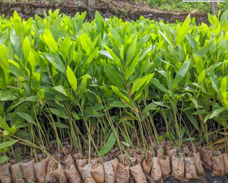 Bộ sưu tập hình ảnh cây keo