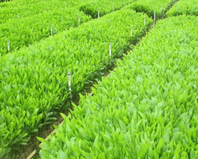 Bộ sưu tập hình ảnh cây keo