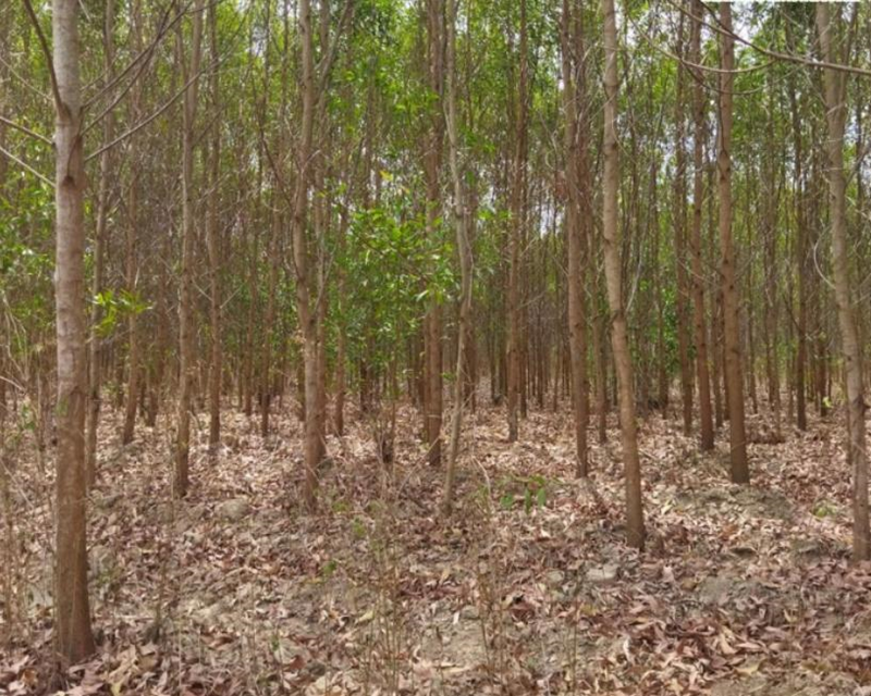 Bộ sưu tập hình ảnh cây keo