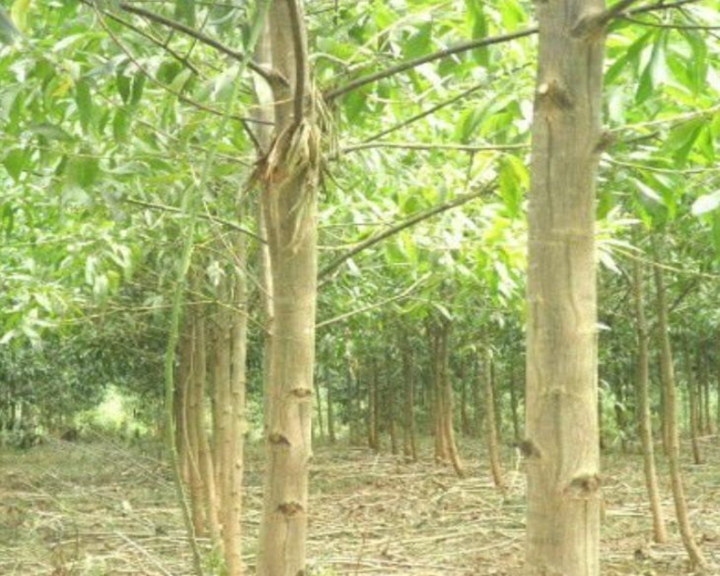 Bộ sưu tập hình ảnh cây keo