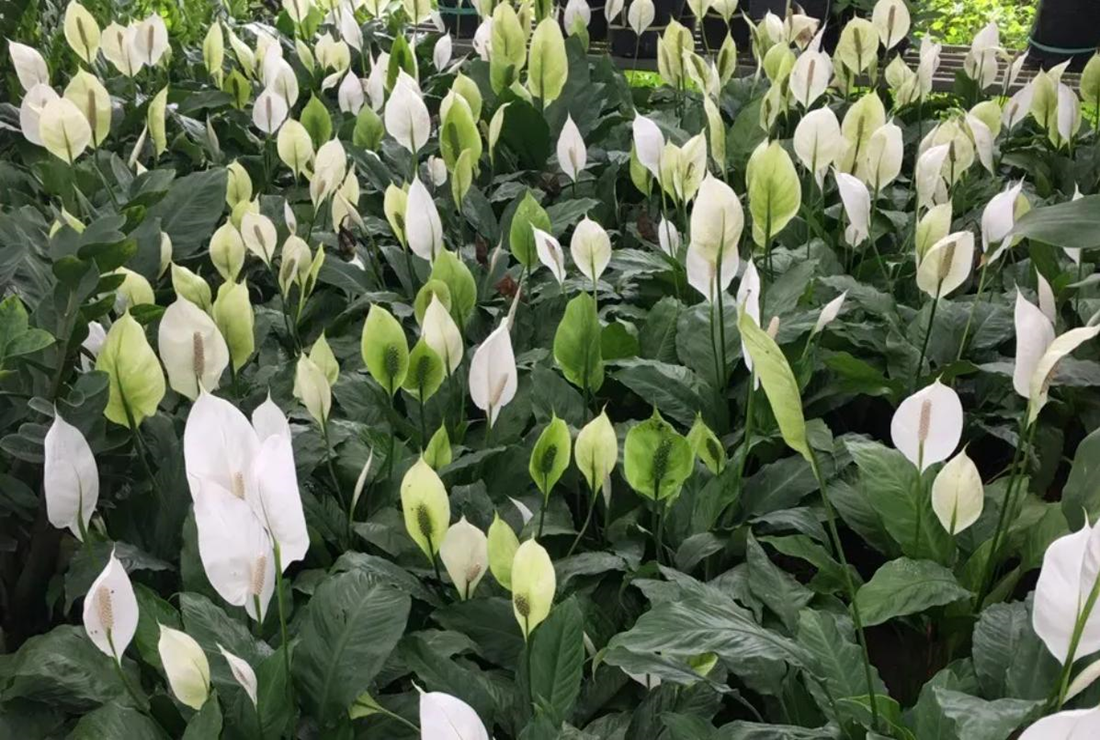 Ngắm nhìn hình ảnh hoa cây lan ý trắng muốt
