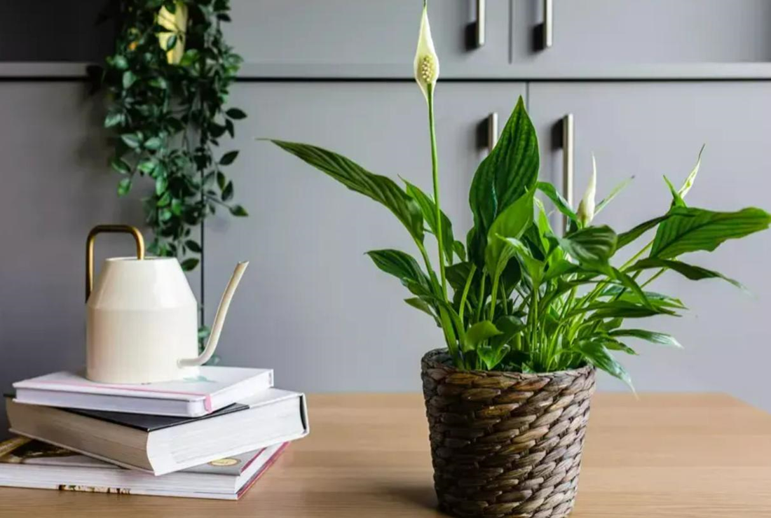 Bộ sưu tập hình ảnh cây lan ý đẹp
