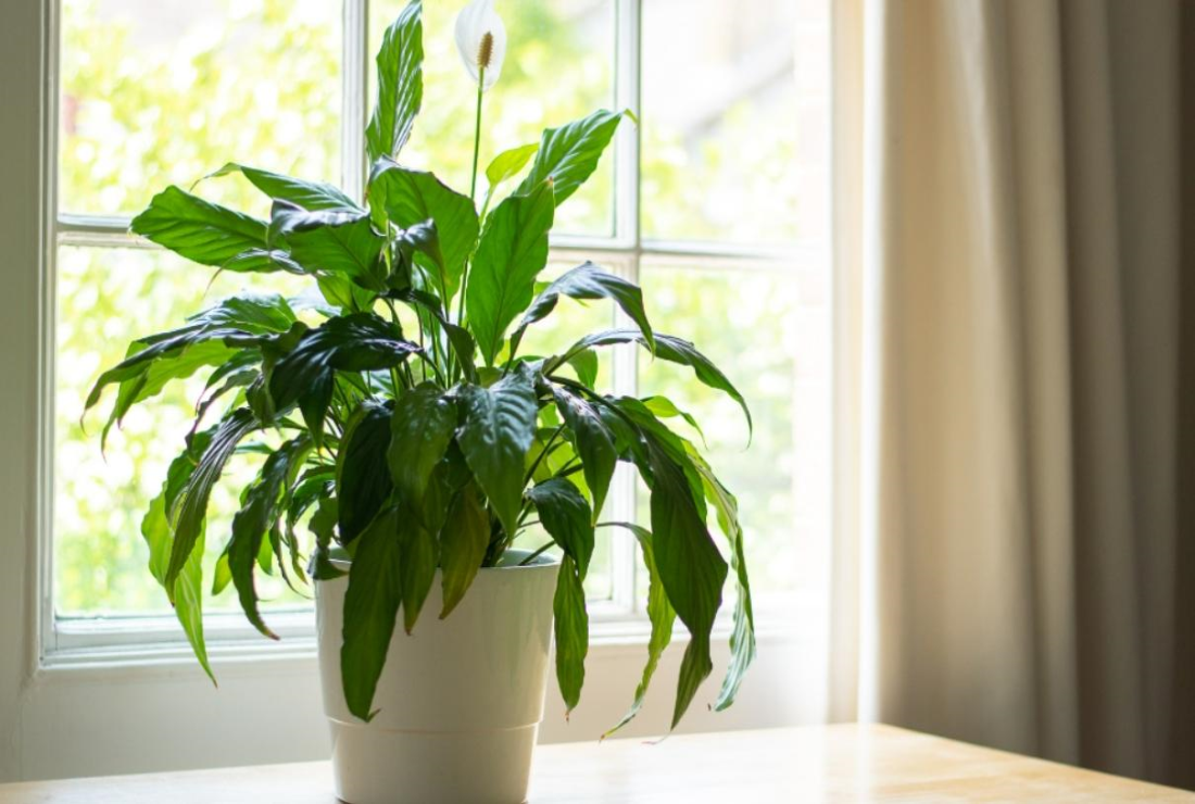 Bộ sưu tập hình ảnh cây lan ý đẹp