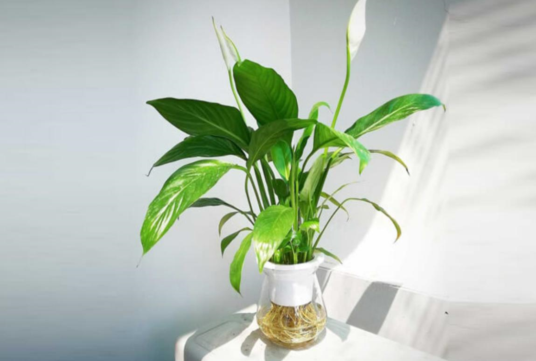 Bộ sưu tập hình ảnh cây lan ý đẹp