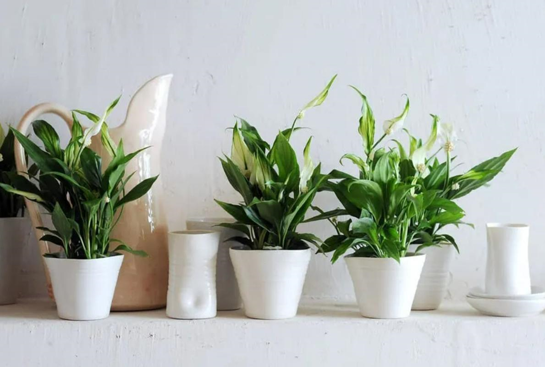 Bộ sưu tập hình ảnh cây lan ý đẹp