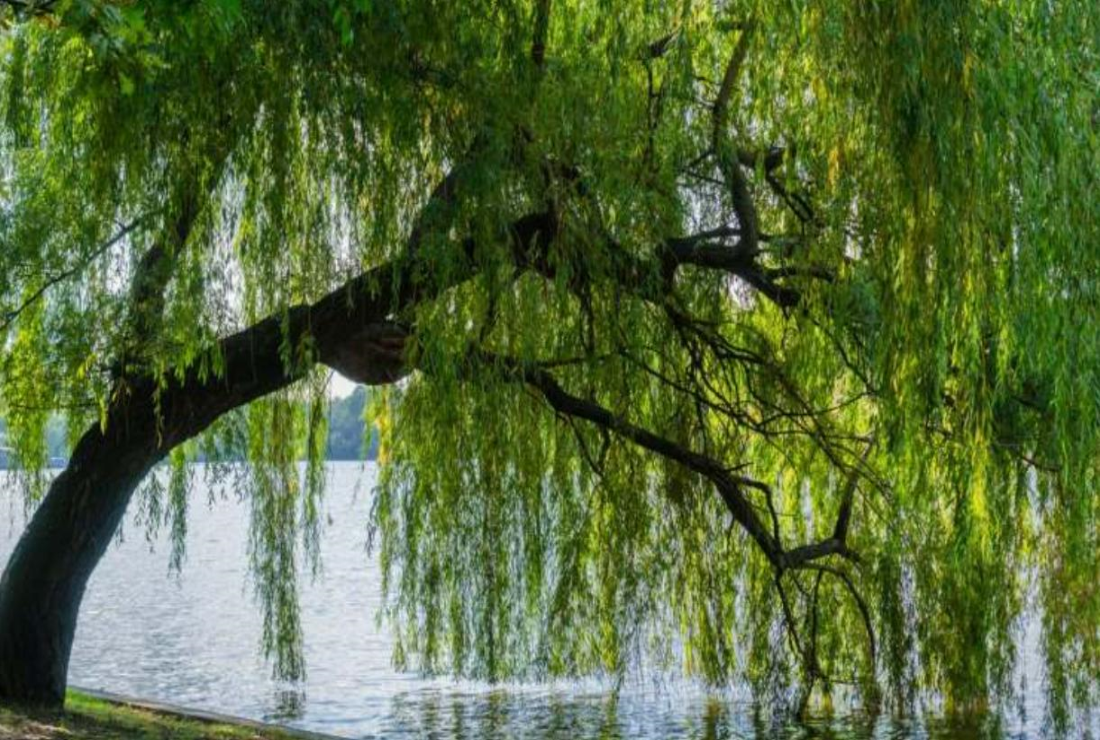 Tổng hợp hình ảnh cây liễu