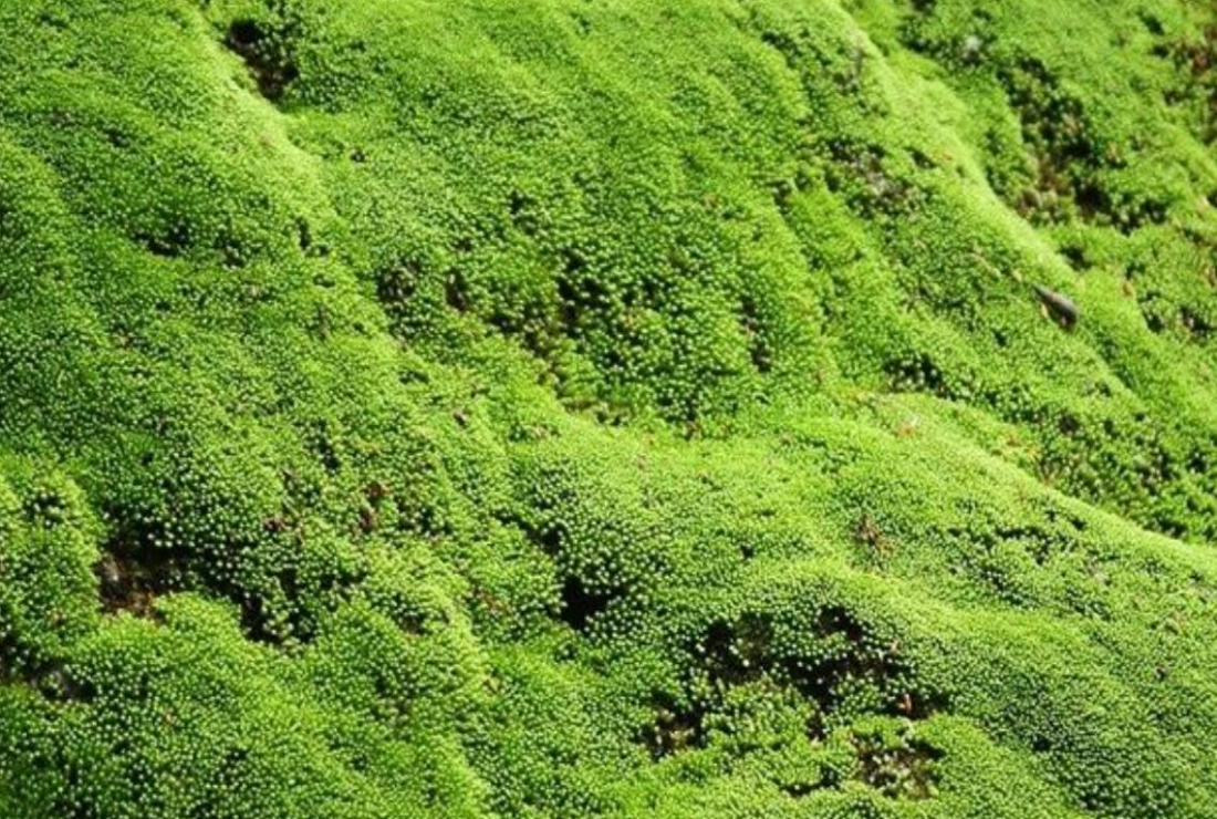 Khám phá bộ sưu tập hình ảnh cây rêu
