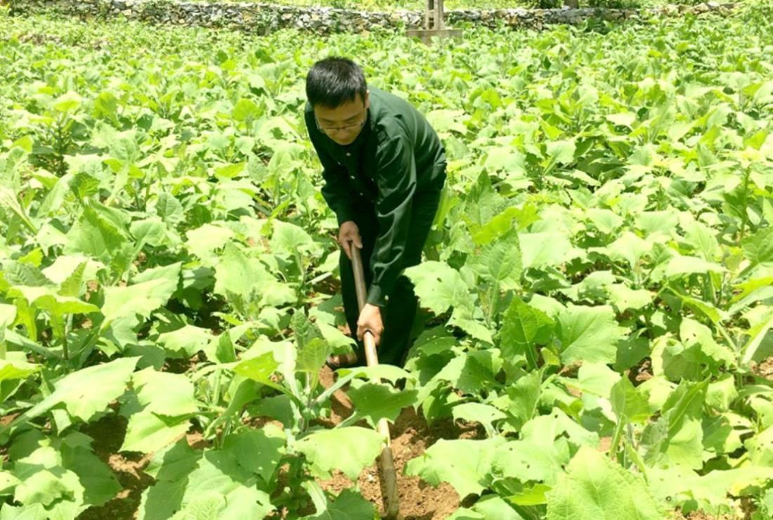 Tổng hợp hình ảnh cây sâm đất