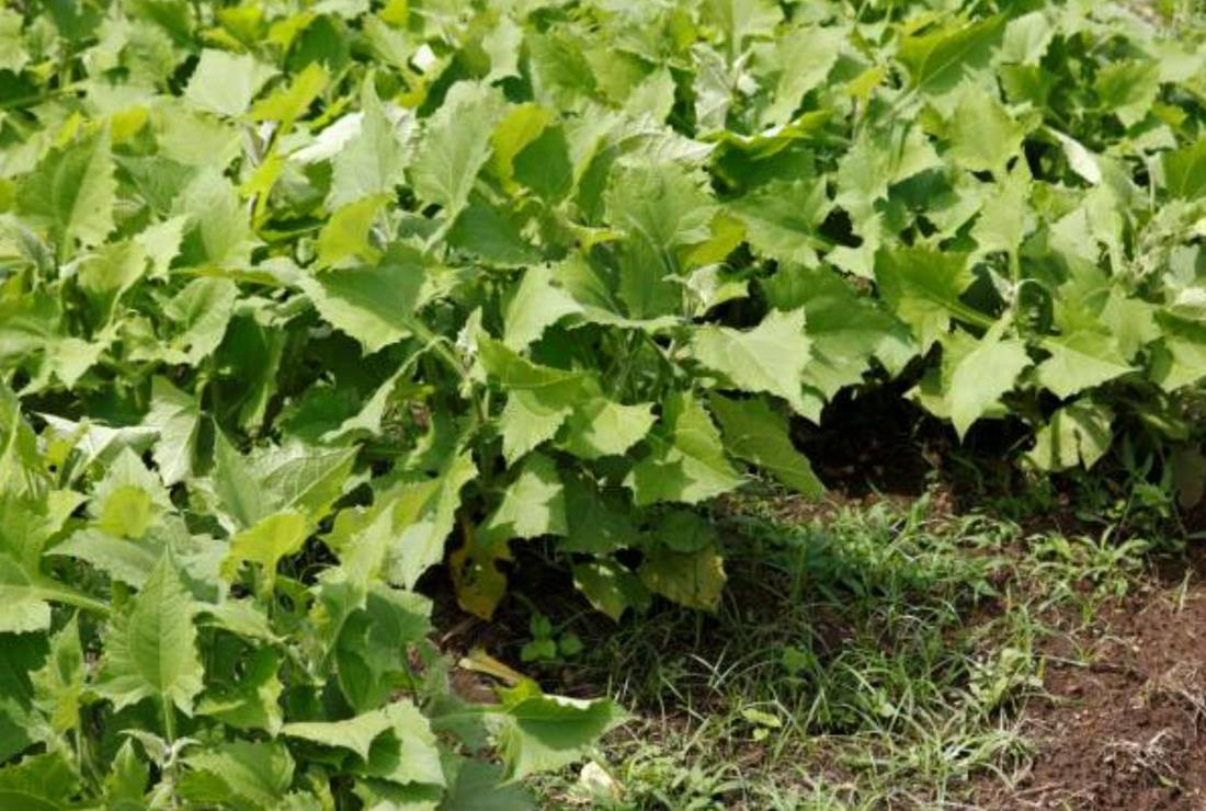 Tổng hợp hình ảnh cây sâm đất