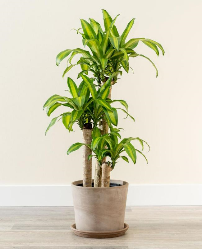 Bộ sưu tập hình ảnh cây mộc lan đẹp
