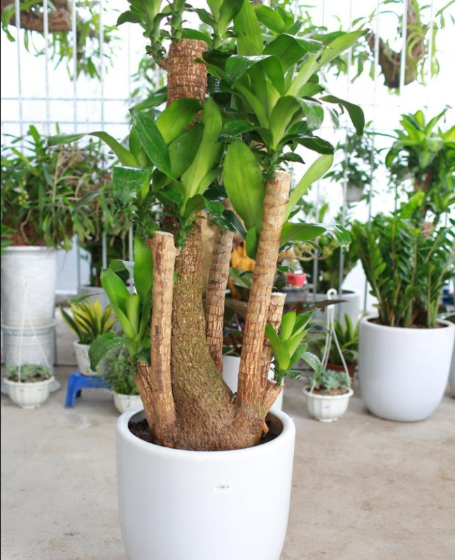 Bộ sưu tập hình ảnh cây mộc lan đẹp