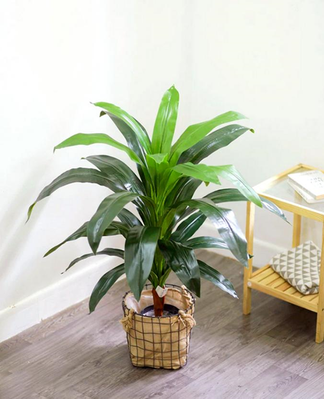 Bộ sưu tập hình ảnh cây mộc lan đẹp
