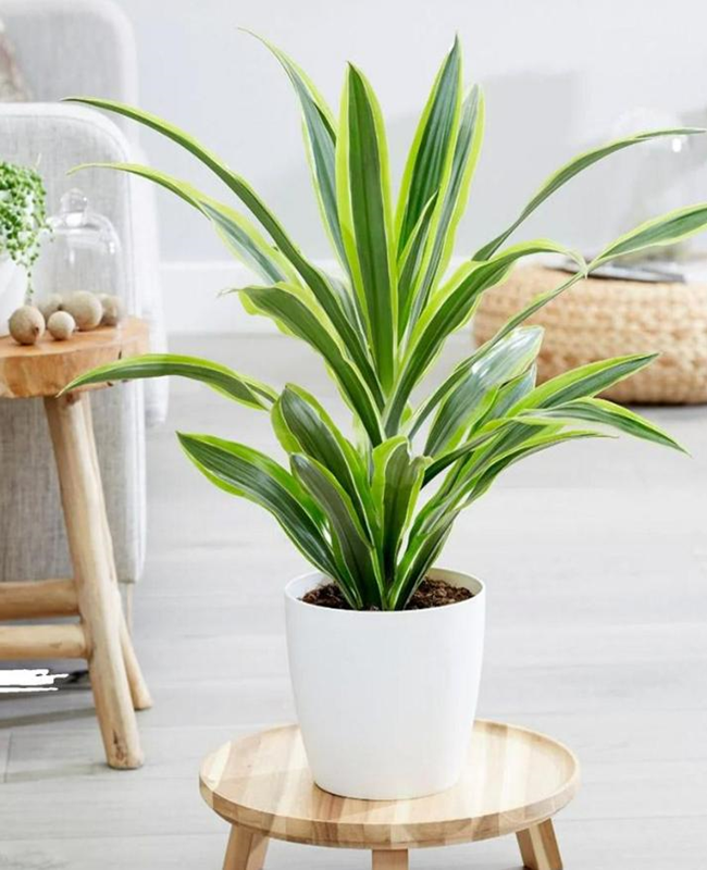 Bộ sưu tập hình ảnh cây mộc lan đẹp