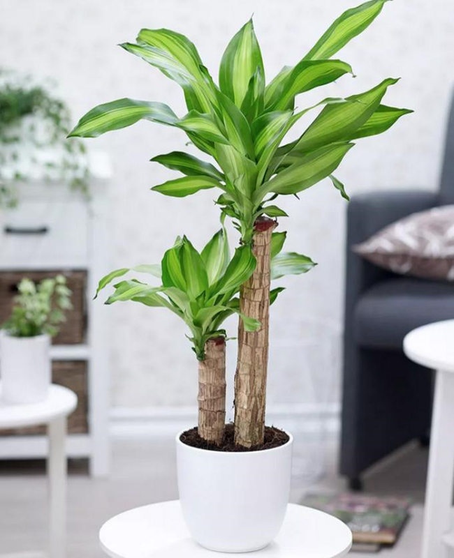 Bộ sưu tập hình ảnh cây mộc lan đẹp