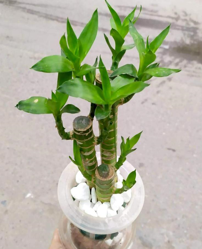 Bộ sưu tập hình ảnh cây mộc lan đẹp