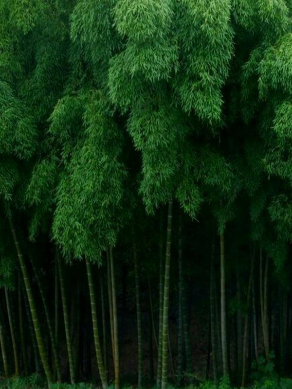 Bộ sưu tập hình ảnh cây tre đẹp