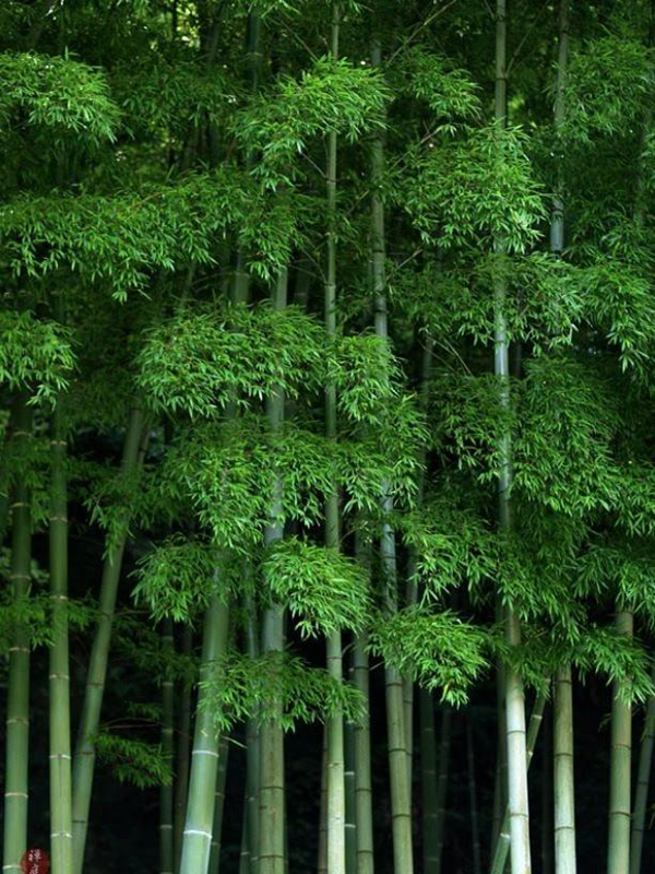 Bộ sưu tập hình ảnh cây tre đẹp